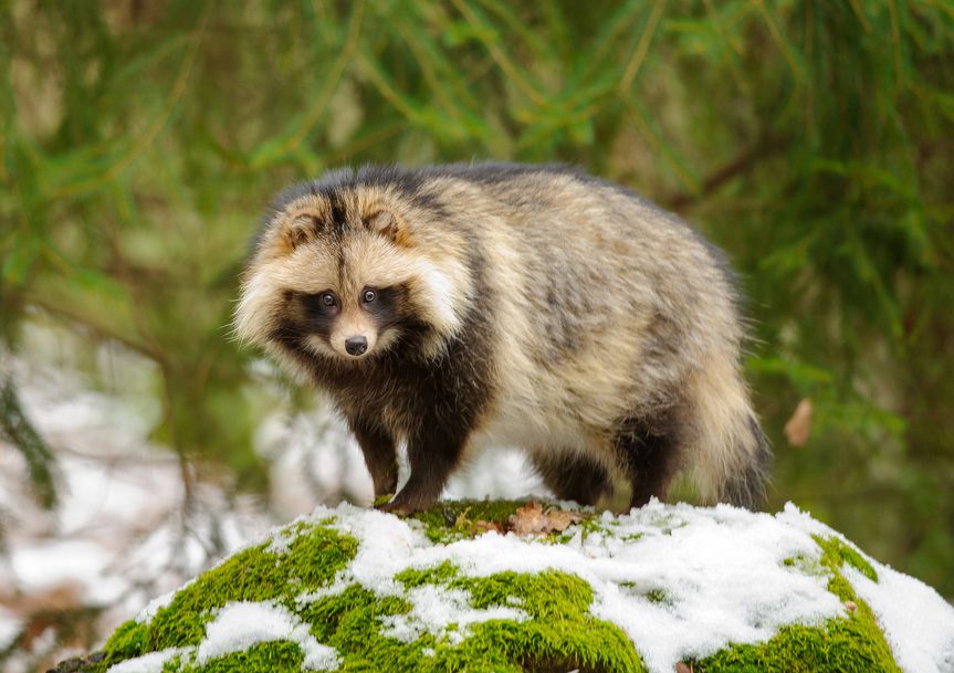 __opt__aboutcom__coeus__resources__content_migration__mnn__images__2016__01__tanukiinsnow-503c9cf48fd64409889fb84ee6b4cb5f