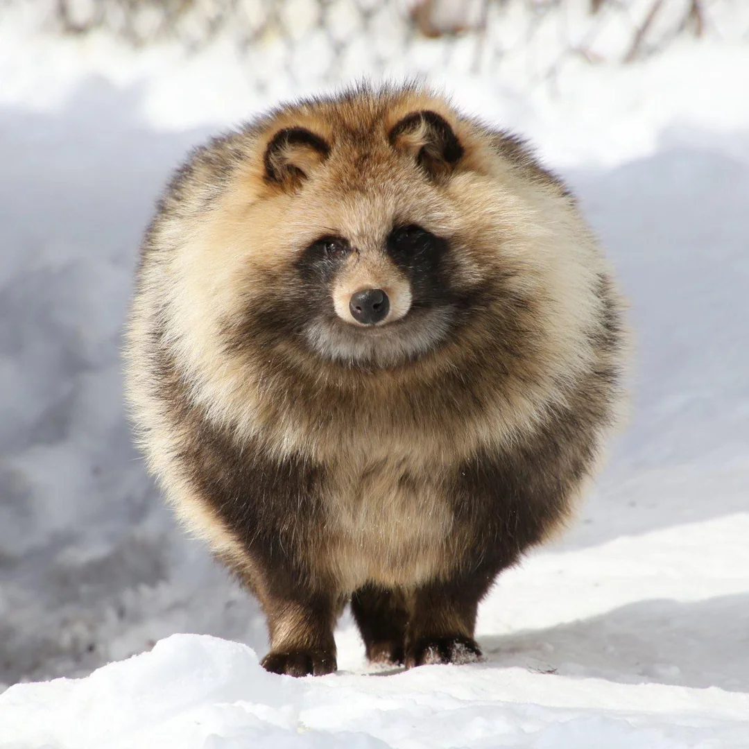 this-tanuki-is-an-absolute-unit-with-winter-floofs-as-well-v0-c74gp145yw6a1