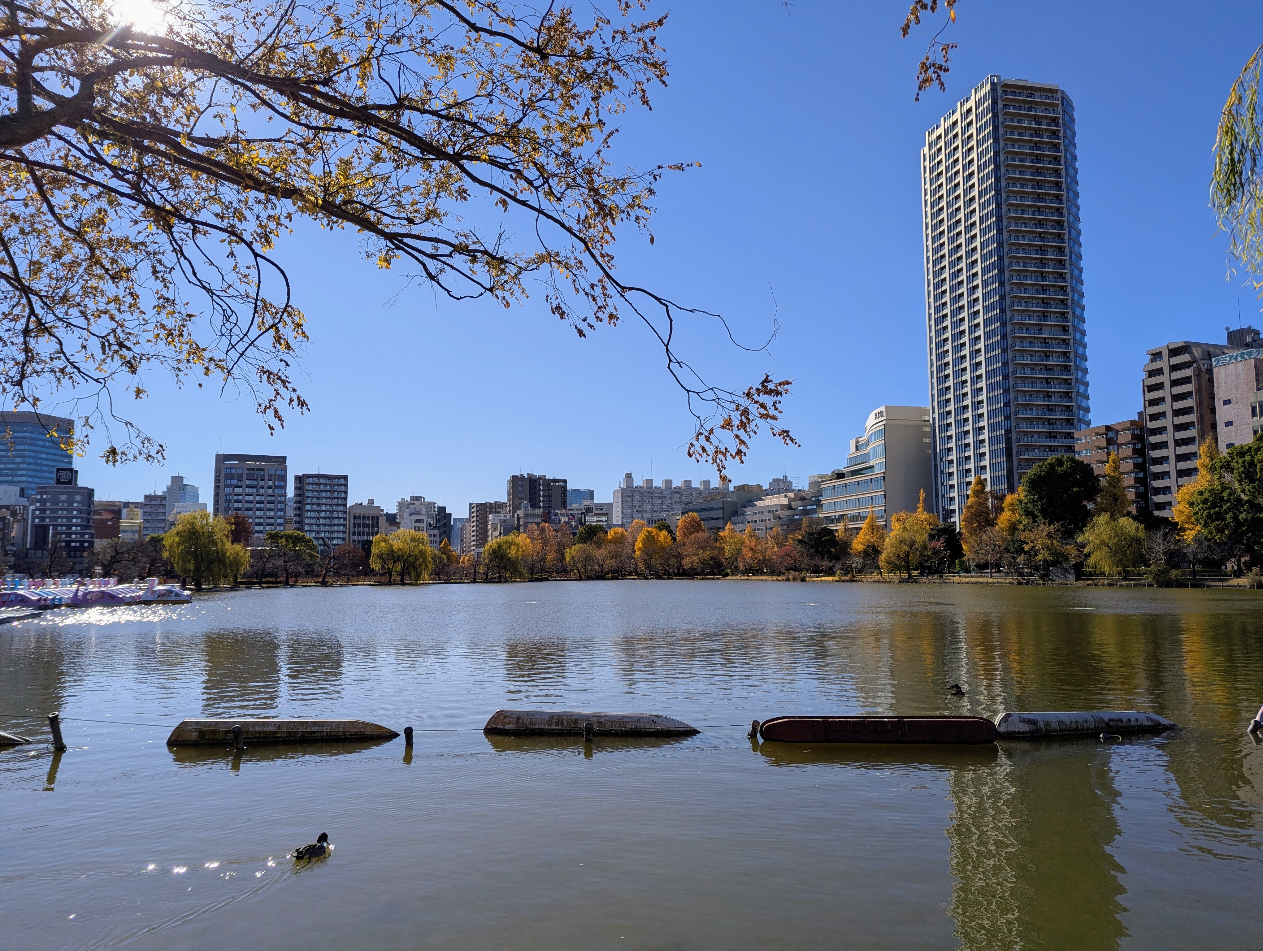 Shinobazuno Pond, Ueno, Tokyo, Japan